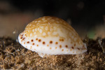 Mollusca