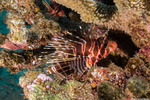 Lionfishes