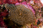 Corallimorpharia