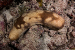 Echinozoa