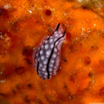 Phyllidiidae