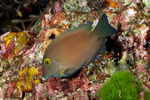 Surgeonfishes and Tangs