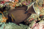 Surgeonfishes and Tangs