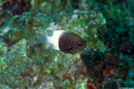Pycnochromis