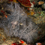 Black Corals