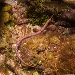 Pipefishes and Seahorses