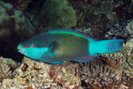 Parrotfishes
