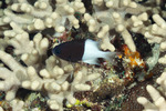 Pycnochromis