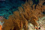 Black Corals