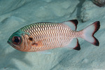 Soldierfishes