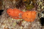 Nudibranchs