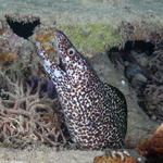 Eels and Eel-like Fishes