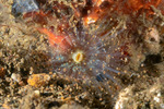 Corallimorphidae