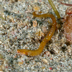 Micrognathus