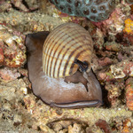 Sea Snails