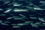 Silvery Fishes