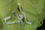 Synaptidae