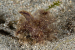Polybranchia