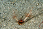 Sabellariidae