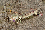 Mantis Shrimps