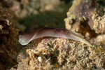 Sea Slugs