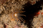 Anemones