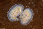 Bryozoans