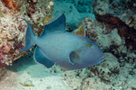 Triggerfishes