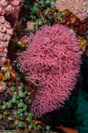 Octocorals