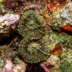 Corallimorphs