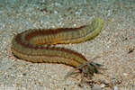 Synaptidae