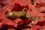 Polyceridae
