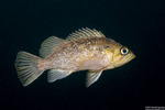 Rockfishes