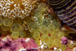 Tunicates