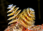 Tube Worms