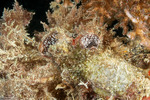 Tunicates