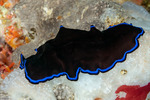 Flatworms