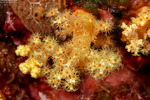 Octocorals