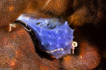 Dysideidae