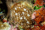 Corallimorphs