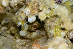 Pylopaguropsis
