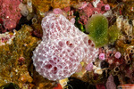 Dysideidae