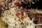 Vermetidae