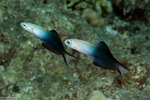 Dartfishes