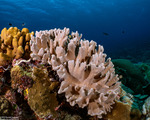 Octocorals