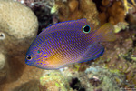 Ovalentaria