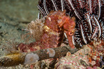 Pipefishes and Seahorses