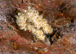 Dendronotoidea