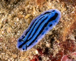 Phyllidiidae