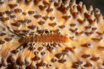 Annelida